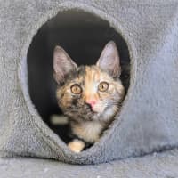 Photo of Chook & Mash 