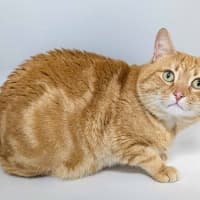 Photo of Garfield