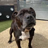 Photo of Winston