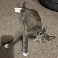 Photo of Arkham **2nd Chance Cat Rescue**