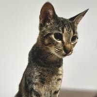 Photo of Mochi