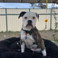Photo of Bonnie