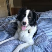 Photo of Cruiser