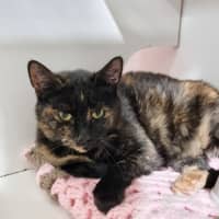 Photo of Petal