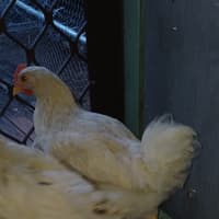 Photo of One Rooster