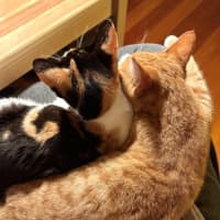 Photo of Rosie & Rudy 