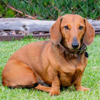 Photo of Bessie