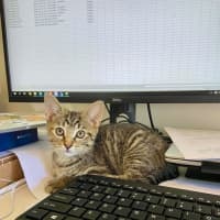 Photo of Polly Meet Me@Keysborough Petstock Store 