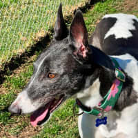 Photo of Tricia The Greyhound
