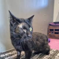 Photo of Dread Pirate Roberts