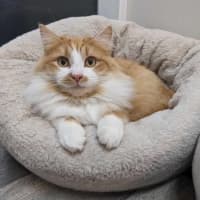 Photo of Sooki   Located In Preston 