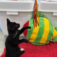 Photo of Vixen (8910)