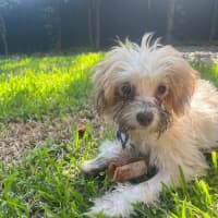 Photo of Barney   6 Month Old Yorkshire X Poodle