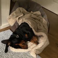 Photo of Romeo
