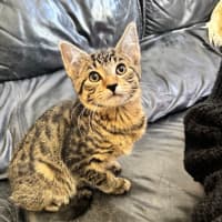 Photo of Marshmallow