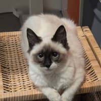 Photo of Oscar 