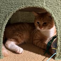 Photo of Basil * 9 Lives Project Rescue*