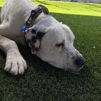 Photo of Jack