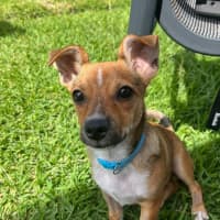 Photo of Timmy   4 Month Old Chihuahua