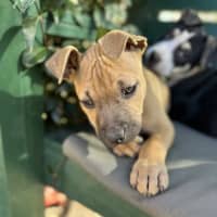 Photo of Firecracker