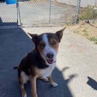 Photo of Ace