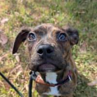 Photo of Dangerfield