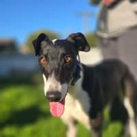 Photo of Dot