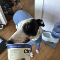 Photo of Patch The Greyhound