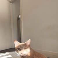 Photo of Latte