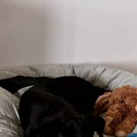 Photo of Jemima   5 Month Old Border Collie X