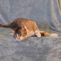 Photo of Cookie