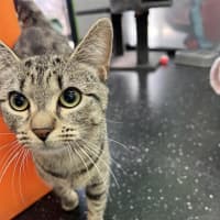 Photo of Tabby Princess