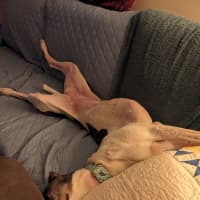 Photo of Flowers, The Greyhound