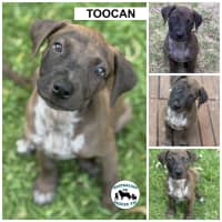 Photo of Too Can 