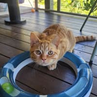 Photo of Peaches