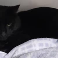 Photo of Bogey