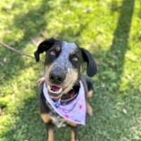 Photo of Luxi *$250 Adoption Fee*