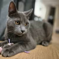 Photo of Lint
