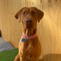 Photo of Cleo