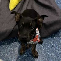 Photo of Rosie