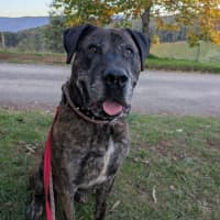Photo of Dexter
