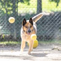 Photo of Honey