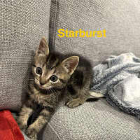 Photo of Toby (Was Starburst)