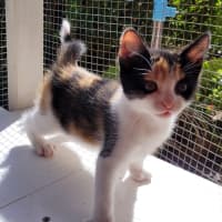 Photo of Snapper (K53)