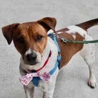 Photo of Fenton   2 Year Old Jack Russell