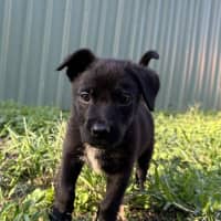 Photo of Taz   8 Week Old Cattle Dog X Kelpie