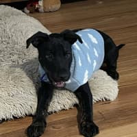 Photo of Oscar   4 Month Old Kelpie X Wolfhound