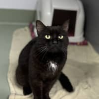 Photo of Salem