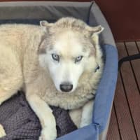Photo of Loki