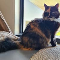 Photo of Bella